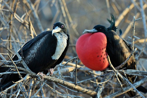 Magnificent Frigatebirds Facts