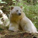 K is for Kermode Spirit Bear Facts, British Columbia, Canada
