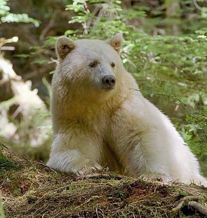 Kermode Spirit Bear Facts, British Columbia, Canada