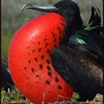 F is for Magnificent Frigatebirds : A-Z Collection of Animals
