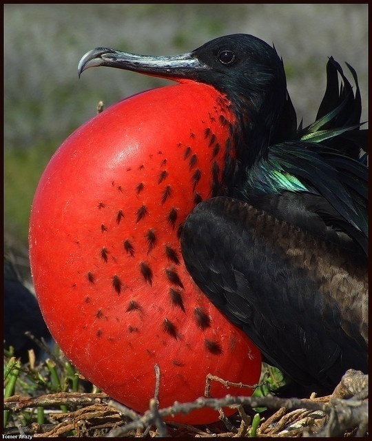 Magnificent Frigatebirds facts