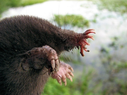 S is for Star Nosed Mole Facts : A-Z of Really Cool Animals