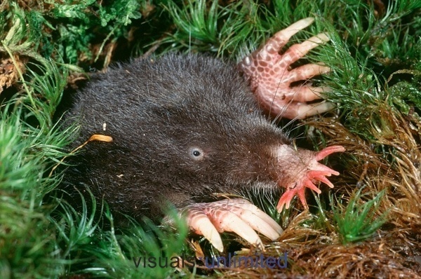 S is for Star Nosed Mole Facts : A-Z of Really Cool Animals