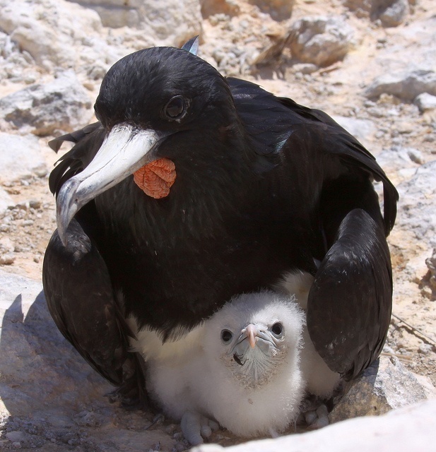 Magnificent Frigatebirds Facts