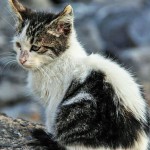 Why Adopting a Stray Cat will be the best decision of your life