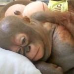 Baby Orangutans Budi and Jemmi –  Cuteness Alert