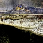 D is for Dwarf Crocodile Facts: A-Z Collection of Animals