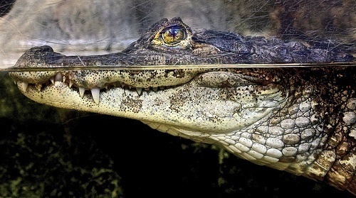 D is for Dwarf Crocodile Facts: A-Z Collection of Animals April 2015 Challenge