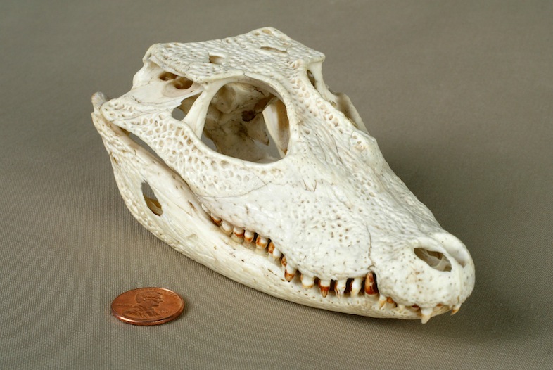 Dwarf Crocodile Skull