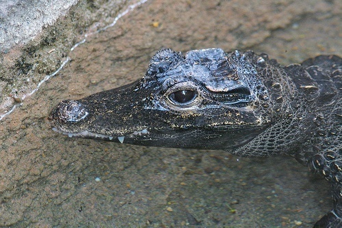 D is for Dwarf Crocodile Facts: A-Z Collection of Animals April 2015 Challenge