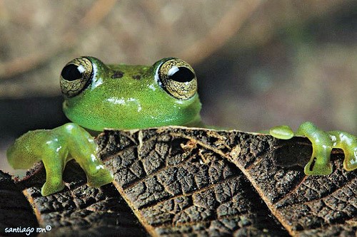 G is for Glass Frog Facts : A-Z Collection of Cool Animals Challenge