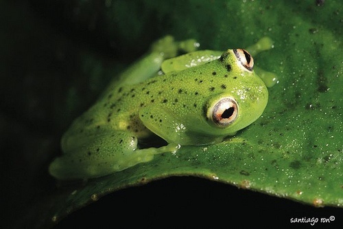 G is for Glass Frog Facts : A-Z Collection of Cool Animals Challenge