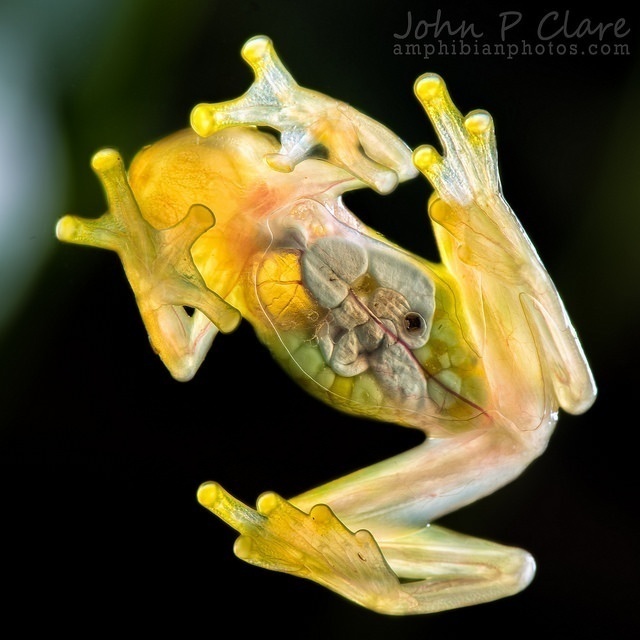 G is for Glass Frog Facts : A-Z Collection of Cool Animals Challenge