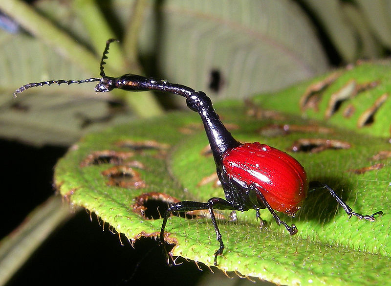 Giraffe Weevil