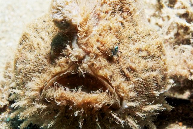 H is for Hairy Frogfish Facts : A-Z Collection of Cool Animals