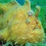 H is for Hairy Frogfish Facts : A-Z Collection of Cool Animals