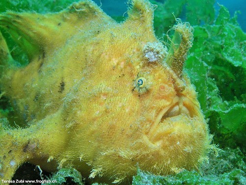 H is for Hairy Frogfish Facts : A-Z Collection of Cool Animals