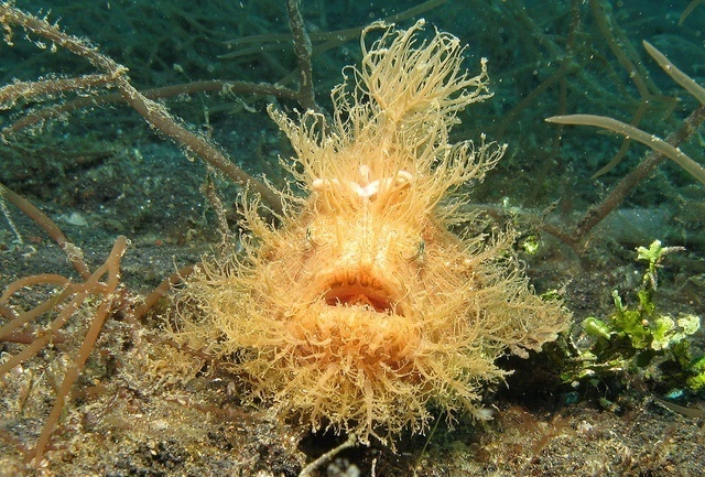 H is for Hairy Frogfish Facts : A-Z Collection of Cool Animals