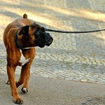 how to to walk on leash properly how to teach your cat to walk on a leash animal bliss how to to walk on leash properly how to teach your cat to walk on a leash animal bliss
