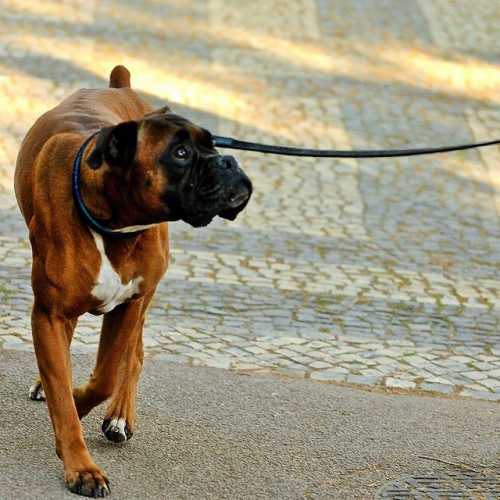 How to Walk Your Dog : Loose-Leash Walking Tips