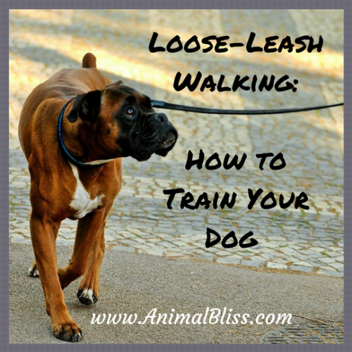 Loose-Leash Walking: How to train your dog to walk loose-lease.