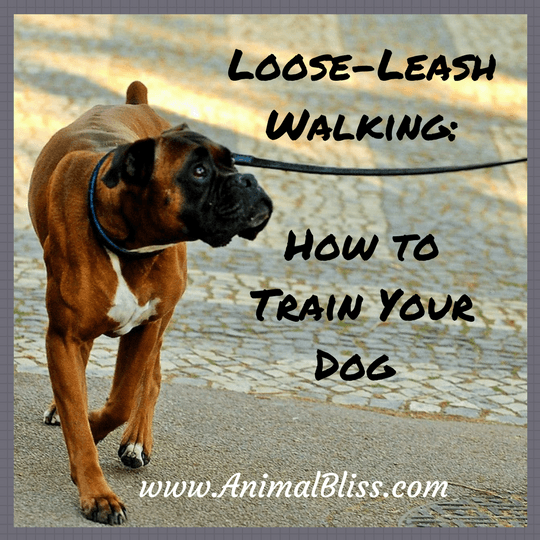 Loose Leash Walking Tips How to Train Your Dog