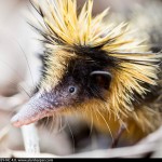 13 Interesting Facts about the Lowland Streaked Tenrec