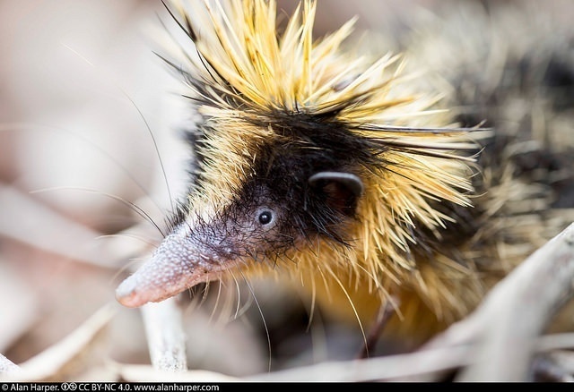 L is for Lowland Streaked Tenrec, A-Z of Really Cool Animals