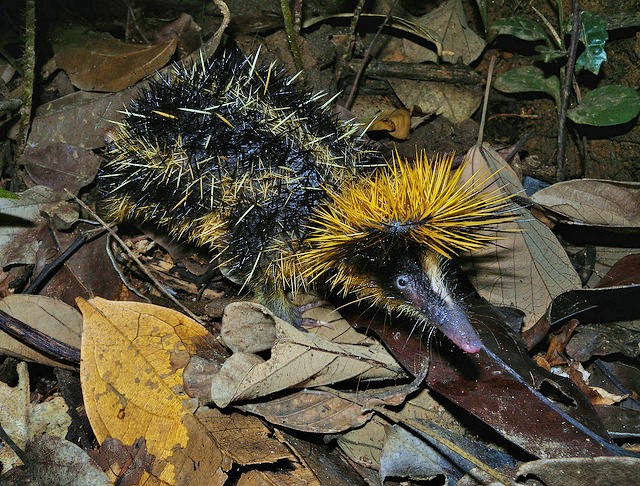 L is for Lowland Streaked Tenrec, A-Z of Really Cool Animals