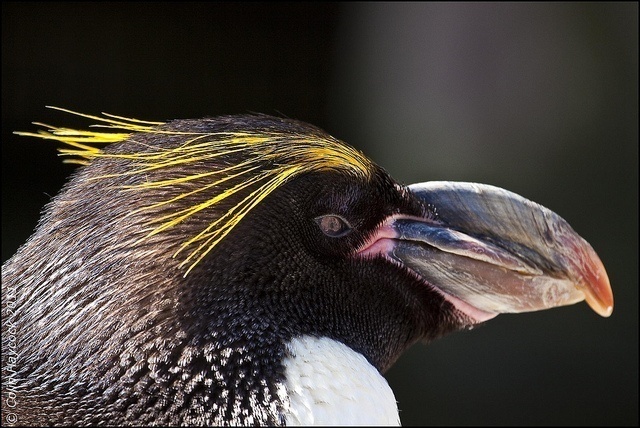 M is for Macaroni Penguin Facts : A-Z Collection of Cool Animals Challenge