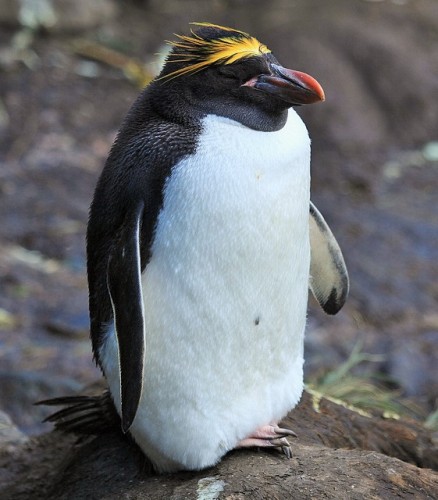 M is for Macaroni Penguin Facts : A-Z of Cool Animals