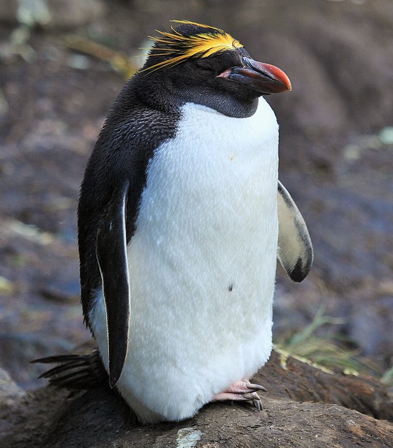 M is for Macaroni Penguin Facts : A-Z Collection of Cool Animals Challenge