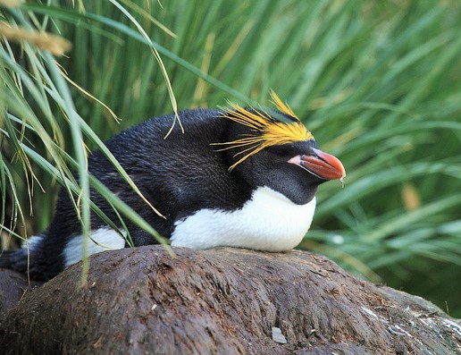 M is for Macaroni Penguin Facts : A-Z Collection of Cool Animals Challenge