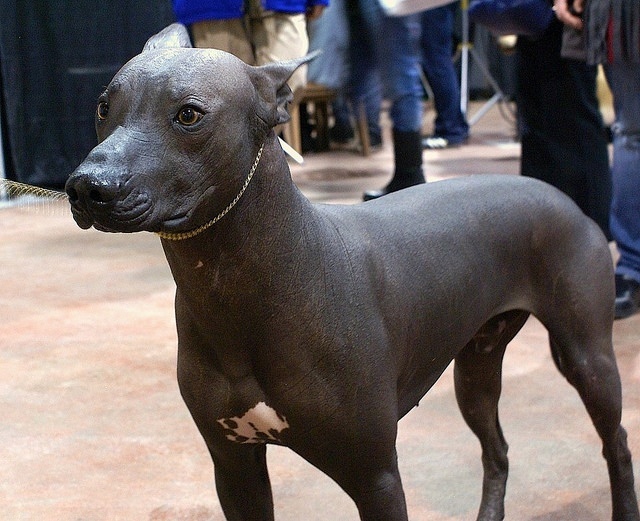 Mexican Hairless Dog, X is for Xoloitzcuintli, A-Z Collection - https://www.animalbliss.com