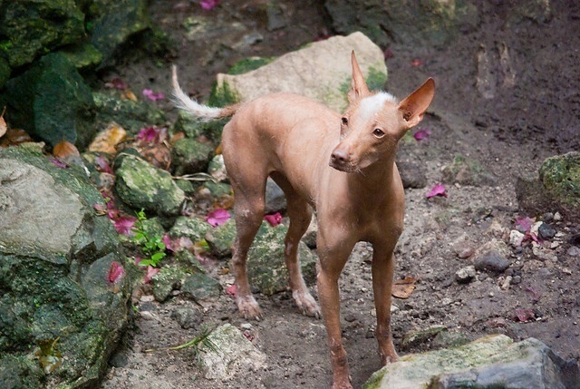 Mexican Hairless Dog, X is for Xoloitzcuintli, A-Z Collection of Really Cool Animals - https://www.animalbliss.com