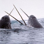 N is for Narwhal Facts : A-Z of Really Cool Animals