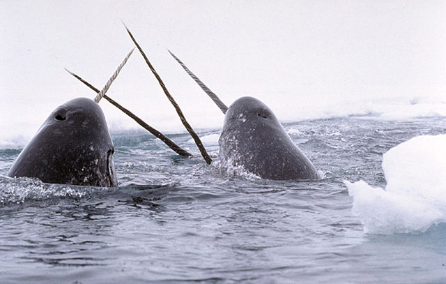 N is for Narwhal Facts : A-Z Collection of Really Cool Animals