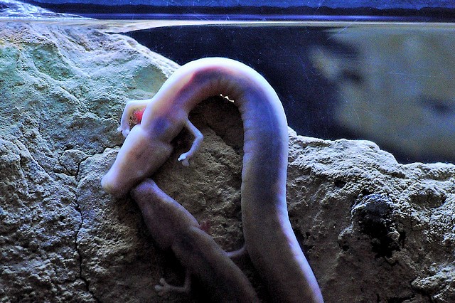 O is for Olm Blind Cave Salamander : A-Z of Cool Animals