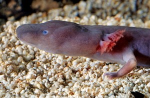 O is for Olm Blind Cave Salamander : A-Z of Cool Animals