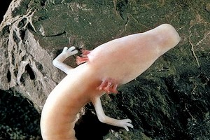 O is for Olm Blind Cave Salamander : A-Z of Cool Animals