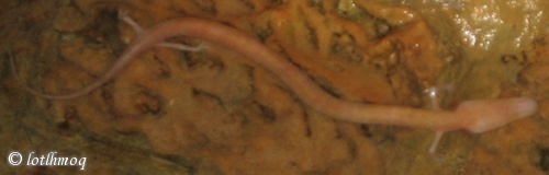 O is for Olm Blind Cave Salamander A-Z of Cool Animals 