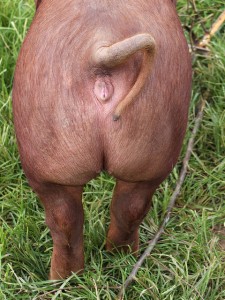 Pig Butt