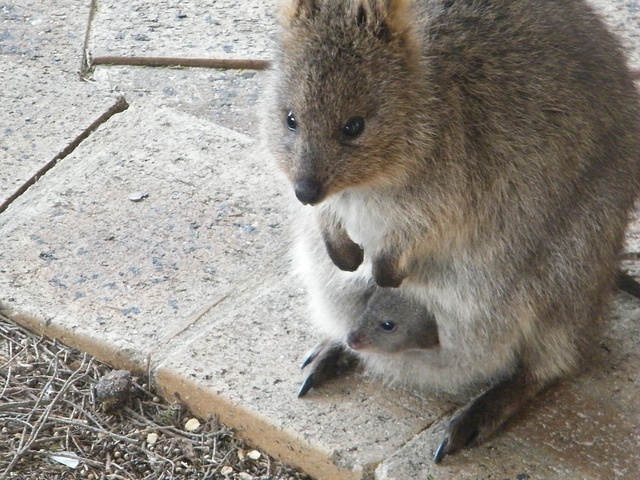 Q is for Quokka Facts : A-Z Collection of Really Cool Animals