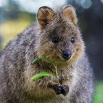 Q is for Quokka Facts : A-Z Collection of Really Cool Animals