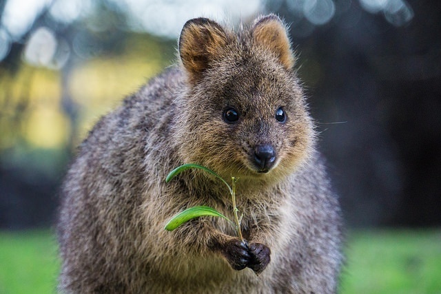 Q is for Quokka Facts : A-Z Collection of Really Cool Animals