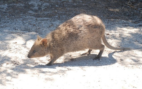 Q is for Quokka Facts : A-Z Collection of Really Cool Animals