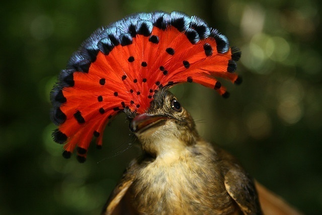 Royal Flycatcher Facts