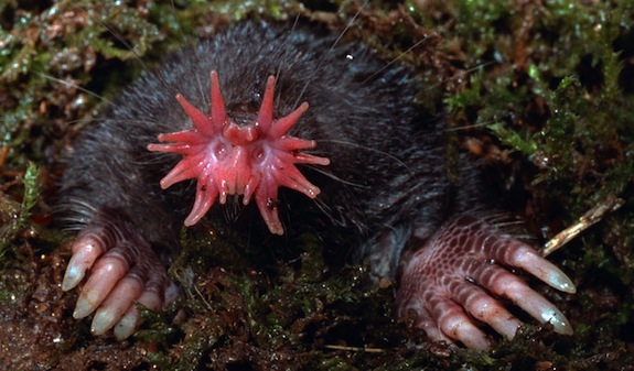 S is for Star Nosed Mole Facts : A-Z of Really Cool Animals