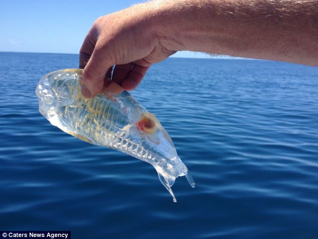 Salp, Strange Sea Creature, Nova Scotia