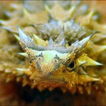 T is for Thorny Devil Lizard Facts : A-Z of Really Cool Animals